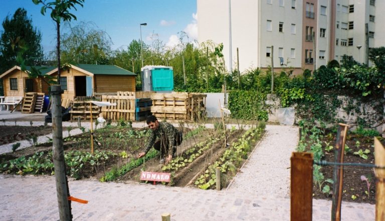 Horta Biologica Lordelo Ouro